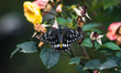 The hill Jezebel (Delias belladonna) is a medium-sized Pieridae family mountain butterfly...