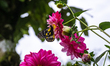 The hill Jezebel (Delias belladonna) is a medium-sized Pieridae family mountain butterfly...
