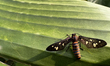 Sandalwood Defoliator Moth (Amata passalis) on a leaf in Ooruttambalam, Kerala, India, on...