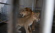 A lion and a lioness are seen  at nama zoo in Gaza city on July 20, 2022. 