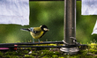 A wild Green-backed Tit (Parus monticolus) is sitting in a human house in Darjeeling, Wes...