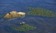 An empty plastic bottle floats on the Garonne river. Due to the drought, the Garonne river...