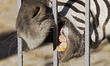 A zebra bite the fence at the Zoo in Kiev, Ukraine, 29 October, 2015. 