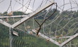 Birds perched on the barbed fence on the border between India and Pakistan at Poonch of Ja...
