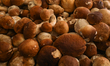 A stand with boletus mushrooms for sale in Stary Kleparz, the oldest continuously operatin...
