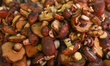 A stand with Suillus luteus (Maslak zwyczajny) mushrooms for sale in Stary Kleparz, the ol...