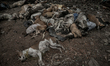 Atleast hundreds of dead dogs were found dumped in Dhapa waste dumping ground of Kolkata,...