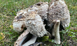 Wild mushrooms growing on a lawn during a wet and foggy day in Toronto, Ontario, Canada, o...