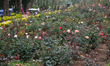 Rose Garden in Kodaikanal, Tamil Nadu, India, on May 17, 2022. 