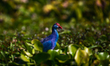 The grey-headed swamphen (Porphyrio poliocephalus) is a very large colorful bluish-purple...