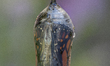 A Monarch butterfly (Danaus plexippus) prepares to hatch from its chrysalis in a garden in...