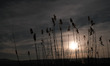 Flora of Pamvotida lake during the sunset at the island of Ioannina, Greece on February 18...