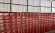 A General view showing boxes of suspected illicit cigarettes on display during a press bri...