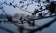 The Jefferson Memorial is seen beyond cherry blossom trees in their third bloom stage at t...