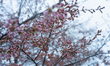 Cherry blossom trees are seen in their third bloom stage at the Tidal Basin in Washington,...