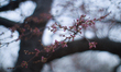 Cherry blossom trees are seen in their third bloom stage at the Tidal Basin in Washington,...