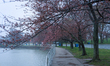 Cherry blossom trees are seen in their third bloom stage at the Tidal Basin in Washington,...