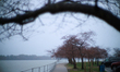 Cherry blossom trees are seen in their third bloom stage at the Tidal Basin in Washington,...