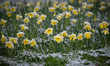 KRAKOW, POLAND - MARCH 28, 2023:Daffodils covered with snow after a massive snowstorm in...