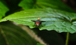 

A Flesh Fly (Sarcophaga) is perched on a leaf in a forest in Tehatta, West Bengal, India...