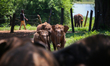 Baby elephants play at the Udawalawe Elephant Transit Home in Udawalawe, about 160 kilomet...