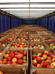 Not sold to Russia apples goes to the Red Cross wards, Poland