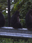 Sulawesi Black Monkey