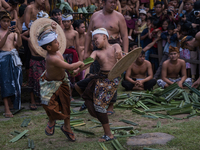 Thorny Pandan War Ritual In Bali