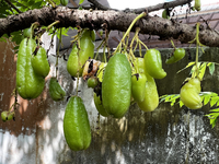 Bilimbi Fruit In India