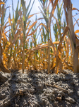 Drought In Northern Italy: The Cornfields Dry Up For Lack Of Water.