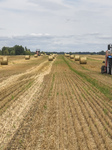 Harvesting Of Wheat In The Kyiv Region