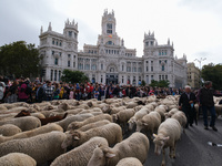 The Feast Of The Transhumance Returns To The Streets Of Madrid