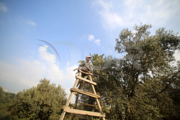 picks olives at an olive orchard in  Gaza City