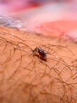 Malaria Threat 