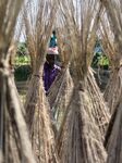 Jute Harvesting  In India 