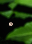 September Full Harvest Moon 2023: The Last Supermoon Of The Year