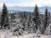 Winter in Ukrainian Carpathians.