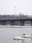 Swans on Dnipro embankment in Kyiv.