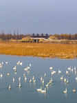 Cygnets Feed on the Water at Hongze Lake Wetland in Suqian.