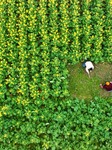 Spring Plowing Production in Chongqing.
