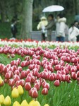 Tulips Tour in Hangzhou.