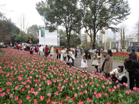 Tourists Visit Blooming Tulips at Nanling Botanical Garden in Chenzhou.