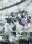 Tourists Enjoy Cherry Blossoms By The West Lake in Hangzhou.