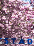 Cherry Blossom In Bonn