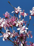 Magnolias bloom in Dnipro.