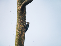 Fulvous-breasted Woodpecker - Animal India