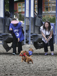 Wiener Dog Championships In Vancouver