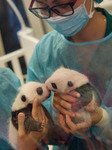 First Month Of Life Celebration For Twin Panda Cubs In Macao, China