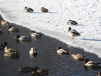 Ducks swim on unfrozen part of the lake in the Lazienki Park in Warsaw, 16 January, 2016, Poland (