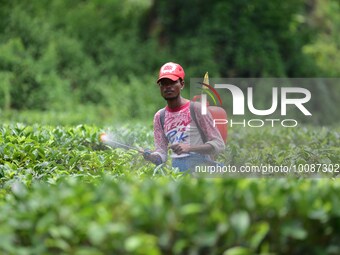  A tea garden worker sprays Insecticides on tea leaves in a tea garden in Nagaon district of Assam , India on May 26 ,2023 . (